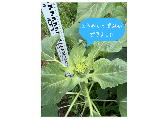 ようやくつぼみが