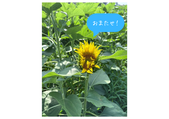 開花第一号
