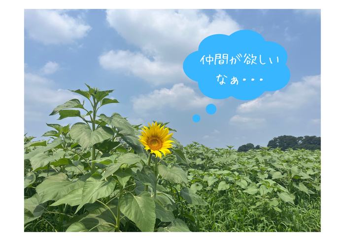 開花第一号ひまわり
