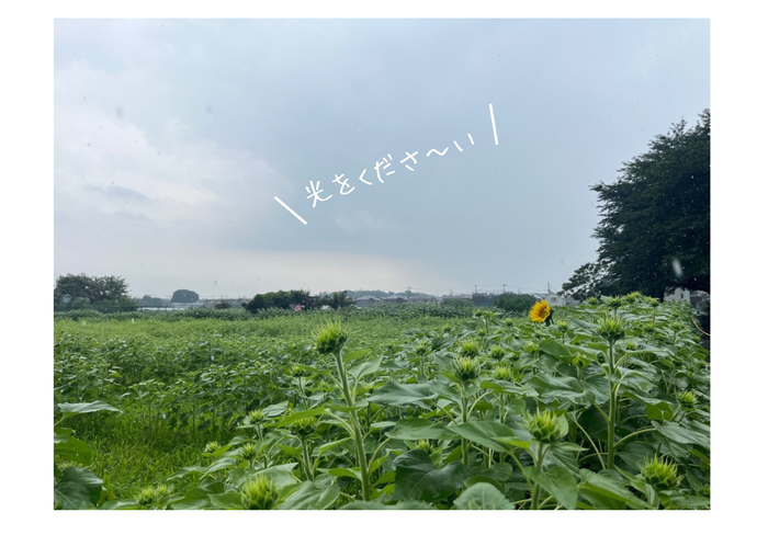 光を・・・