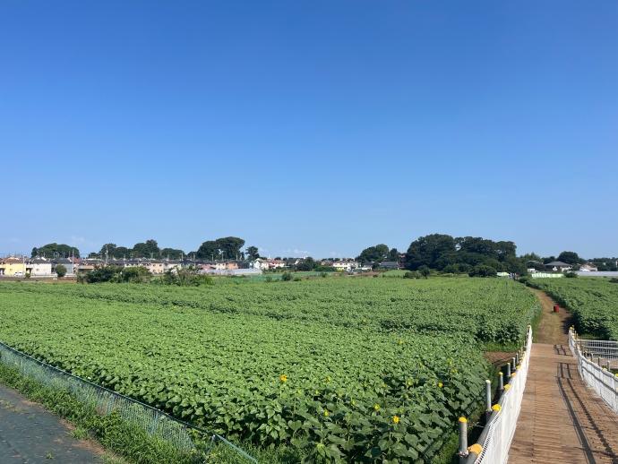 開催3日目の全景