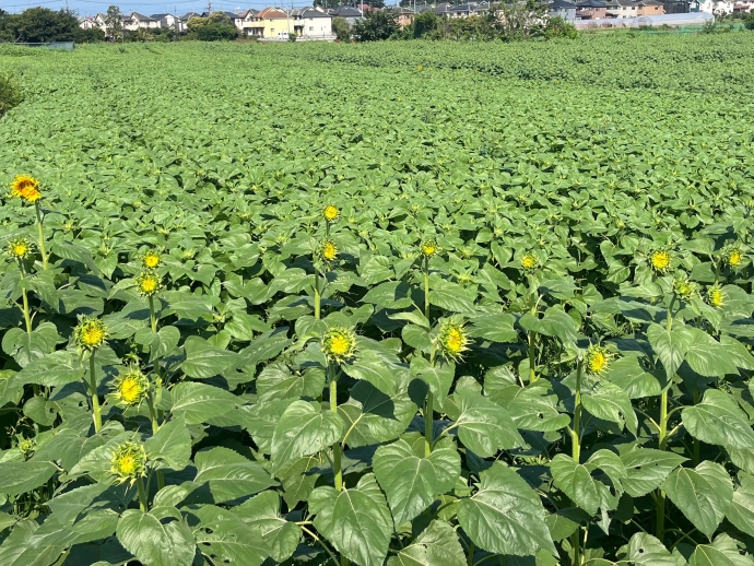 開き始めたひまわり