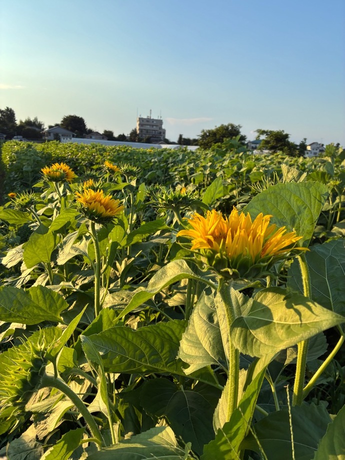 新たな開花