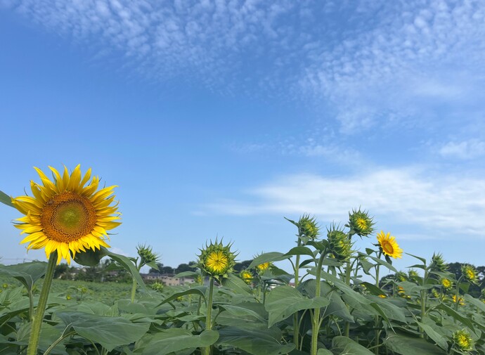 朝のひまわり