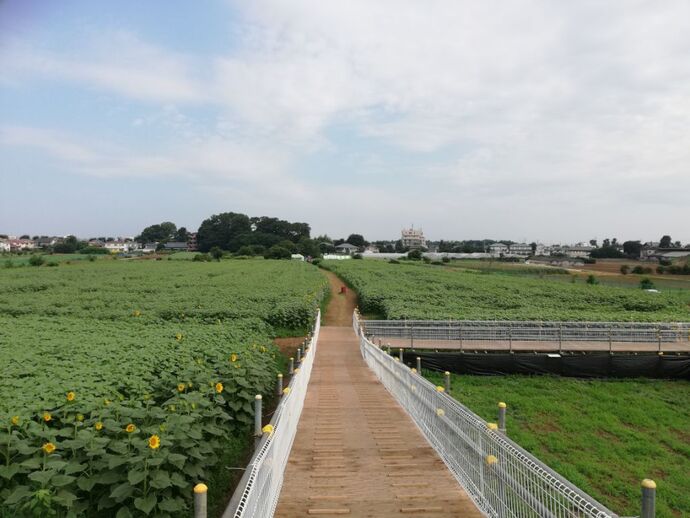 開催4日目の畑の様子