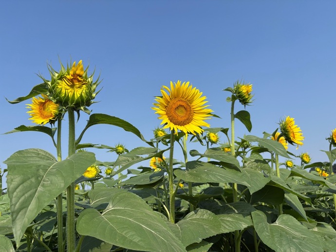 開花のひまわり
