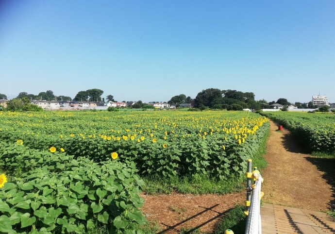 朝のひまわり6日目