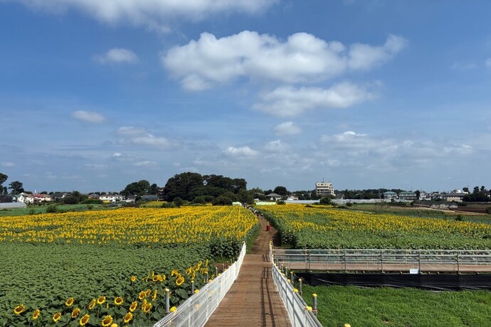 最終日のひまわり畑