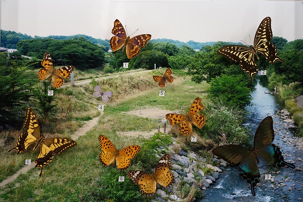 昆虫展の写真